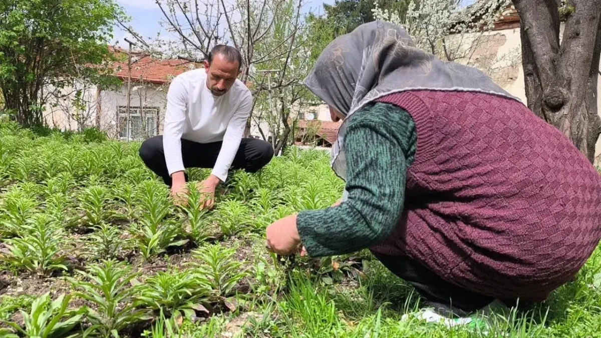 TOKAT’TA BABA MİRASI SERVETE DÖNÜŞTÜ! AKZAMBAKLAR LİTRESİ 5 BİN EUROYA ULAŞTI
